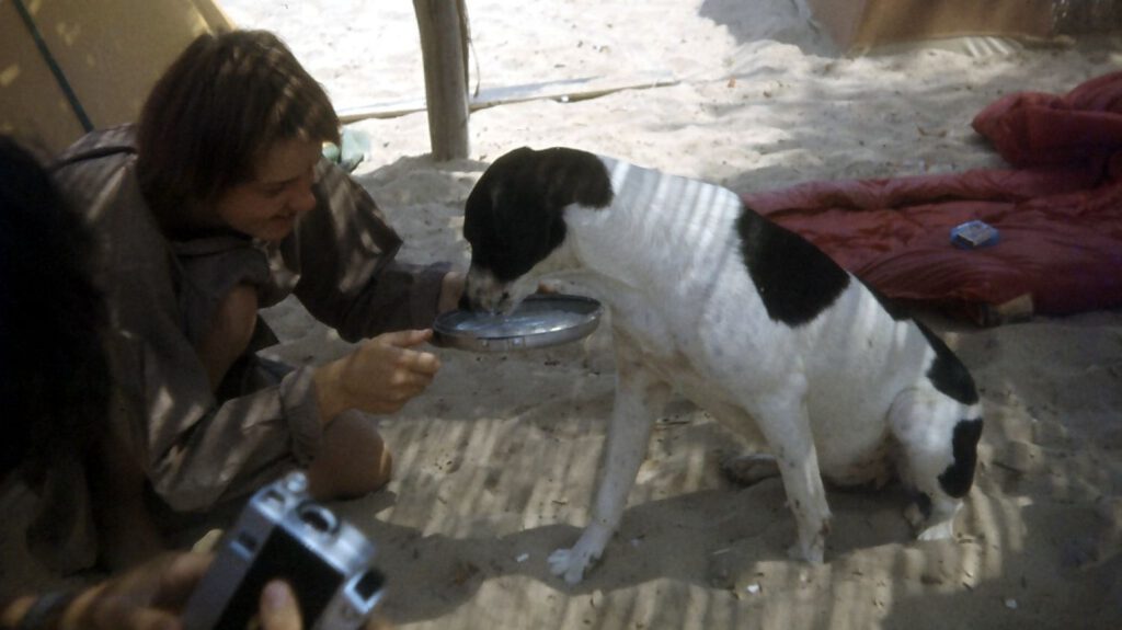 Strandhund in Spanien 1978
