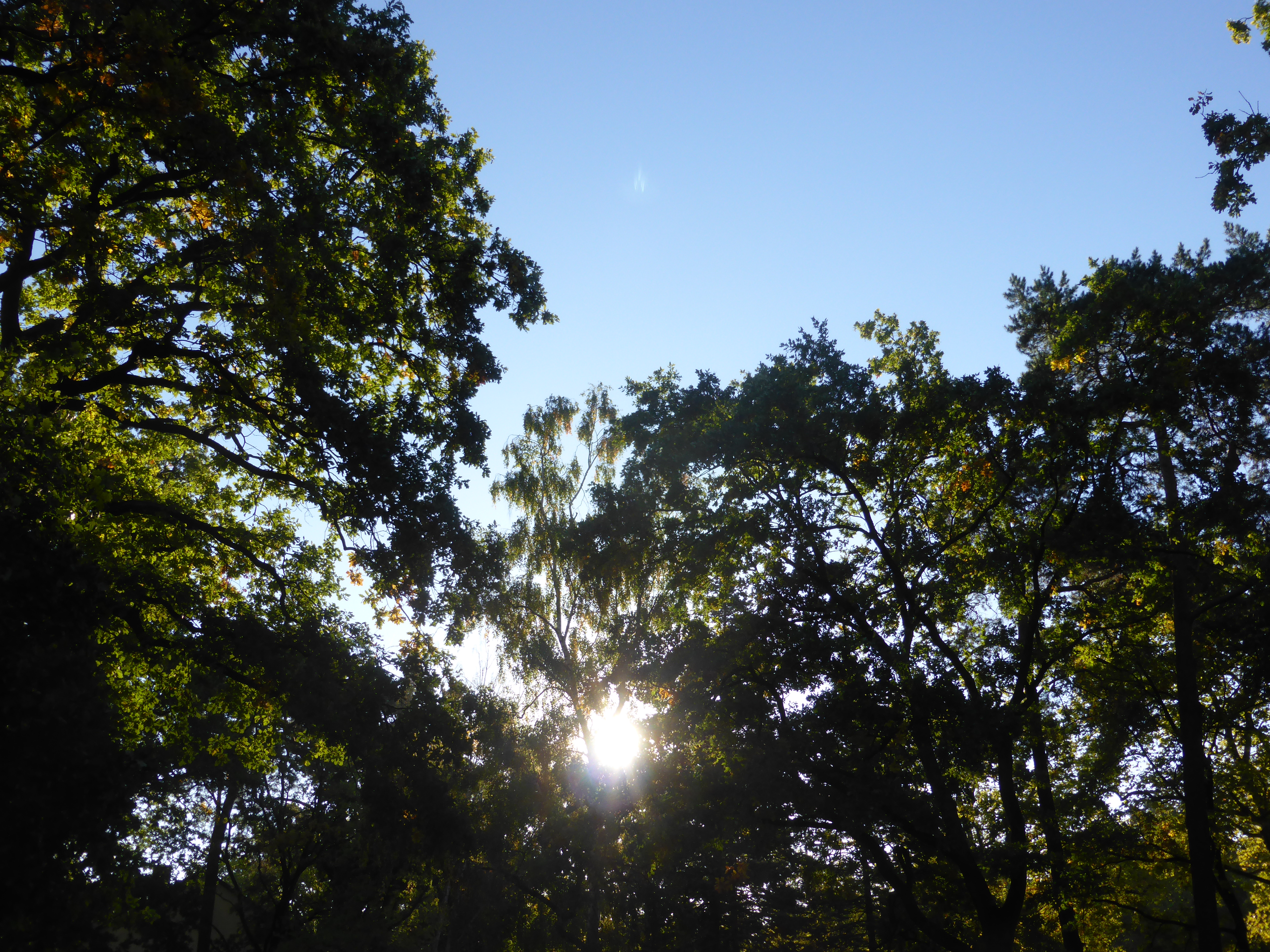 Sonne hinter den Bäumen